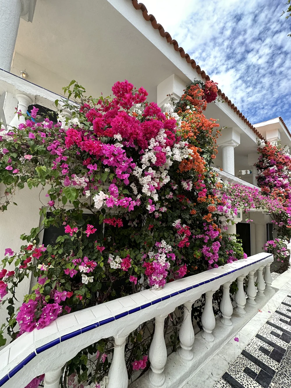 Bright flowers along a white balcony.